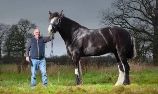 Um cavalo com quase dois metros e um secador de cabelo gigante: conheça os novos recordes do Guinness
