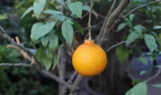 Tangerine e miio anunciam parceria para acompanhar e planear carregamento de veículos