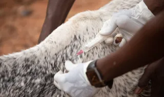 RDCongo inicia vacinação para combater surto de ébola mais rápido da história