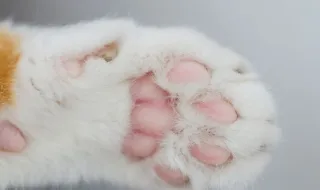 Bombeiros recolhem gato ferido