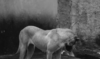 Vírus do Nilo Ocidental causa 75 novos casos, 232 infeções e 19 mortes na Grécia numa semana