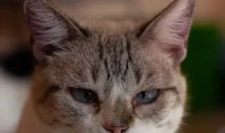 Gato com 7 vidas? Não: 29 dedos. Conheça o felino dos EUA que bateu recorde mundial