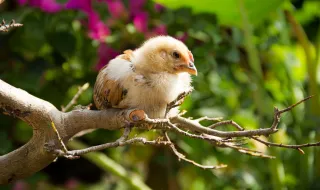 Doença de Newcastle em aves de duas ilhas dos Açores