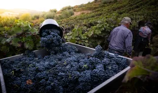 Trás-os-Montes: boa colheita na vindima, dúvida em Valpaços