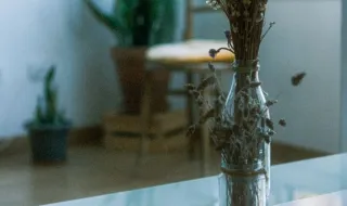 Vasos ao sol: porque é que a raiz coze antes de a planta secar