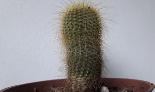 Apanhado em flagrante com plantação de canábis em casa. GNR detém suspeito na Ericeira após denúncia