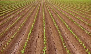 Apoios da UE não chegam para travar queda na adesão às organizações de produtores de frutas e hortícolas