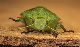 Projeto BIOsCherry quer aumentar produção e qualidade da cereja