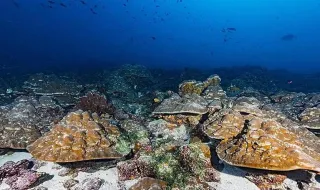 La Tierra está viviendo los eventos de El Niño más intensos de los últimos 1.000 años