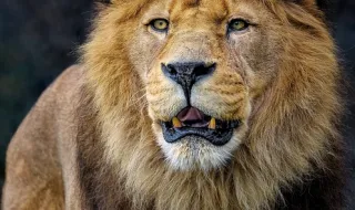 Lions entrega 8.800 euros ao Centro Divino Salvador de Navais