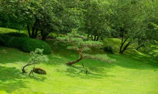 Não faça isto às plantas em setembro: este hábito de verão pode fazer cair as folhas