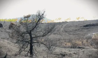 Autarcas pedem apoios ao Governo para compensar prejuízos provocados pelos incêndios