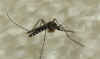 O mosquito coreano que prospera no frio já é um novo problema europeu