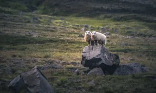 Debate: No from Iceland: does the EU have a publicity problem?