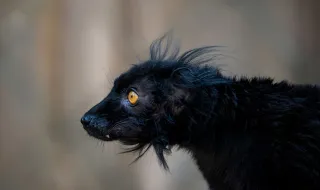 'Amendoim', o macaco 'solteirão' em perigo de extinção, ganha parceira em parque na Amazônia