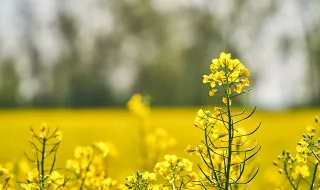 Federação Agrícola dos Açores alerta que apoio ao gasóleo é insuficiente
