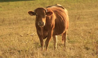 Porque é que continuamos a ignorar a enxaqueca?