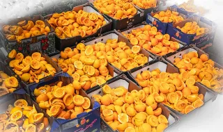 UA: Restos da batata e do café transformados em bioplásticos