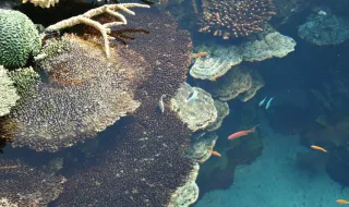 Espécies marinhas invasoras aumentam 75% em Portugal em apenas 10 anos