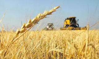 El cambio climático puede triplicar el precio del trigo y aumentar las hambrunas en el planeta