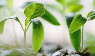 Poderá a agricultura vertical ajudar a garantir as nossas necessidades alimentares no futuro?