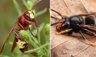 Avispa oriental y avispa asiática: guía para diferenciar dos especies invasoras que se extienden por España