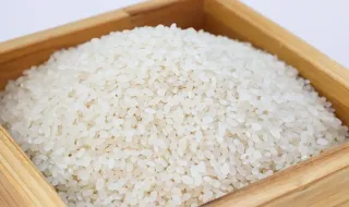 Festival “Já Te Dou o Arroz” regressa à vila de Ulme para celebrar a riqueza dos arrozais