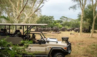 Da guerra a 100 mil grandes mamíferos: a recuperação da Gorongosa