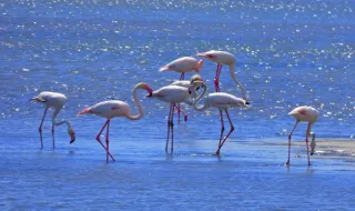 Esta es la danza nupcial de los flamencos de la Puna (Argentina)