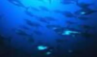 Faial e Pico homenageiam contributo açoriano para a pesca do atum