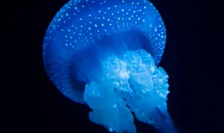 Em Portugal, este está a ser o ano das medusas-do-Tejo