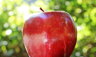 Apple Park: como é a sede da Apple e os bastidores do lançamento do iPhone