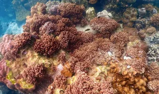 Corais das Galápagos revelam possível intensificação do El Niño com o aquecimento global