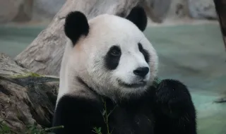 Há apenas 1.800 pandas-gigantes no mundo. Um deles nasceu nos últimos dias