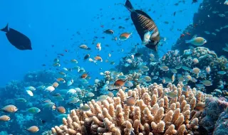 Espécies marinhas invasoras em Portugal aumentaram 75% em 10 anos