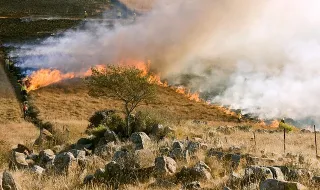 Incêndios em Proença-a-Nova Mobilizam Mais de 800 Operacionais em Dia de Calor Extremo