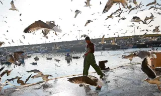 Governo aprova prolongamento dos apoios ao gasóleo agrícola e aos pescadores