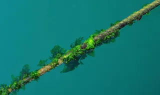 Alga invasora alastra na costa de Sines e ameaça biodiversidade