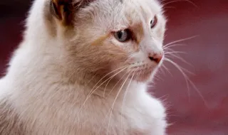'Gato' de luz custa R$ 11,5 bilhões por ano e encarece a conta de quem paga em dia