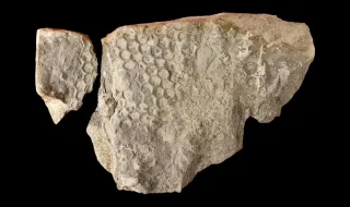 Há misteriosos hexágonos no fundo do mar. Portugal tem pistas com 520 milhões de anos