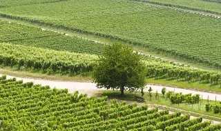 Estudantes de Seis Países Começam Formação em Viticultura e Enologia na UTAD