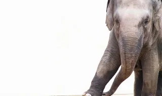 "Há um elefante na sala que o governo espanhol não quer discutir, que é o papel de Marrocos"