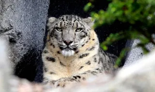 "Fantasma das montanhas": imagens raras mostram leopardo-das-neves e crias na China