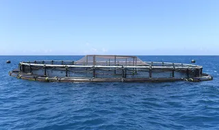 Estudo quer conhecer hábitos de consumo de pescado e a percepção sobre aquacultura na Madeira