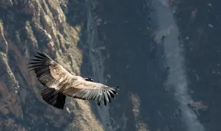 Atuneiro “Condor” vai transportar Nossa Senhora da Piedade