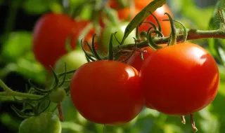 O que acontece ao cérebro quando se come tomate todos os dias durante 3 meses? Estudo encontra resultados surpreendentes