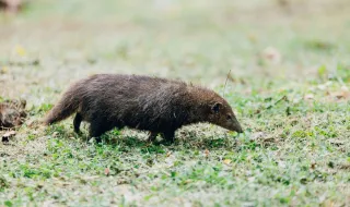 Animal misterioso é flagrado por câmeras de segurança em ataques contra moradores de cidade nos EUA