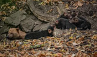 Zoo de Chester celebra nascimento de cinco crias de canídeo ameaçado pela produção de soja