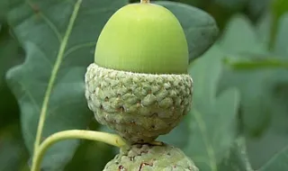 Abate de sobreiros. Quercus denuncia câmara da Covilhã