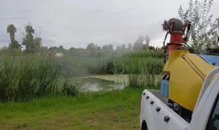 Los mosquitos, a raya en Castellón: la Diputación confirma que la plaga está bajo control